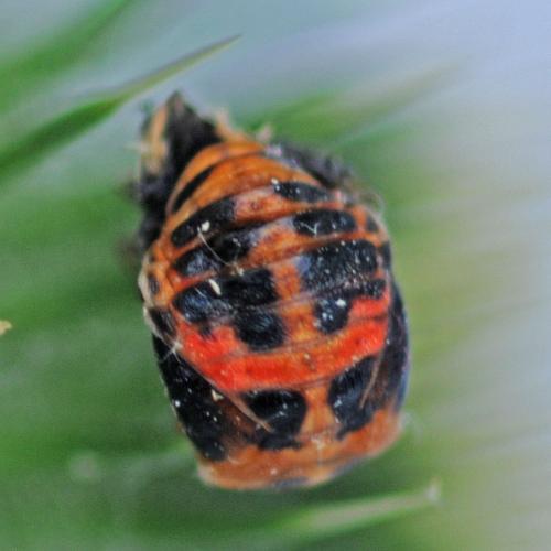 Harmonia axyridis